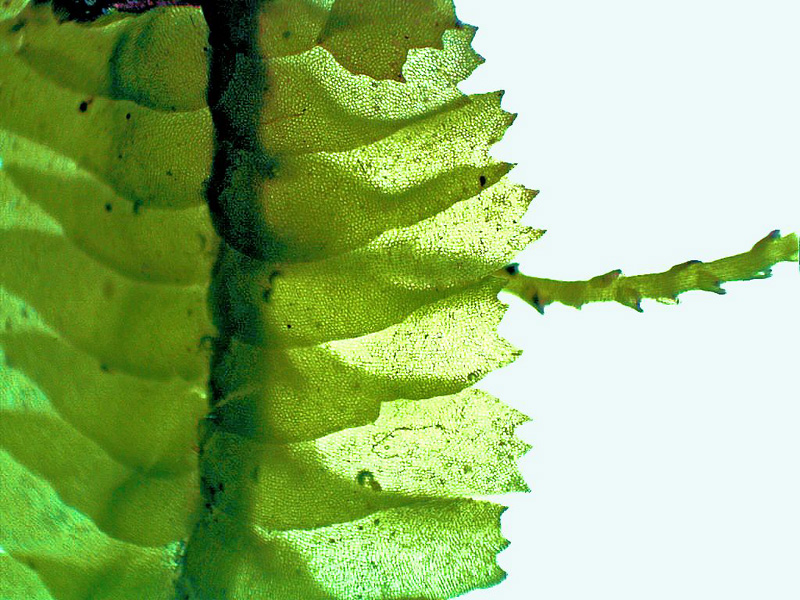 Bazzania trilobata